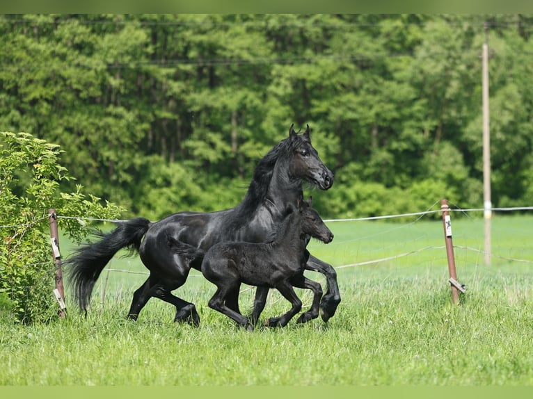 Fries paard Merrie 5 Jaar 161 cm in JEZOW