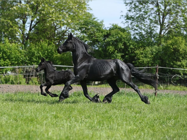 Fries paard Merrie 5 Jaar 161 cm in JEZOW