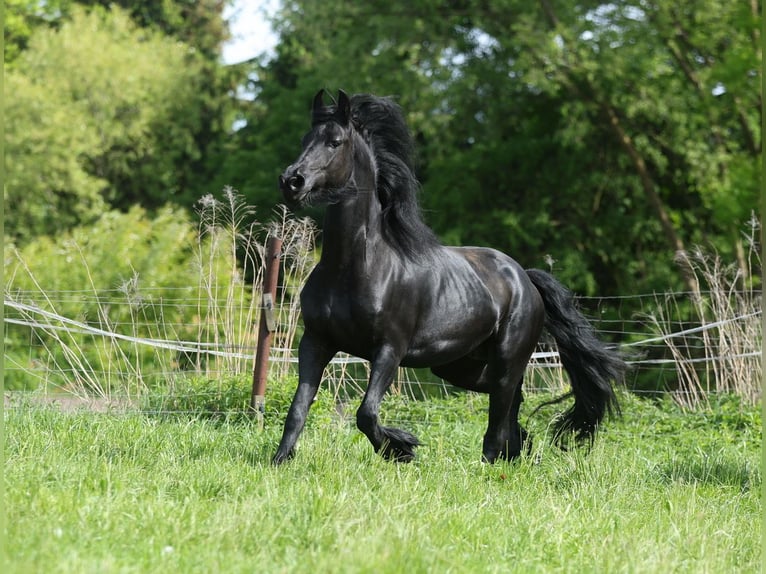 Fries paard Merrie 5 Jaar 161 cm Zwart in JEZOW