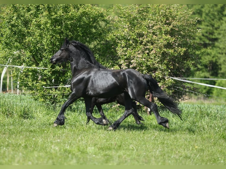 Fries paard Merrie 5 Jaar 161 cm Zwart in JEZOW