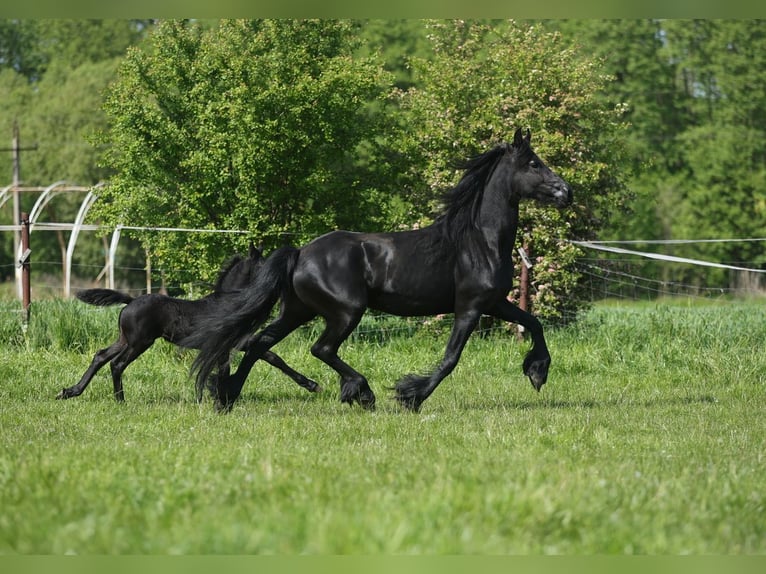 Fries paard Merrie 5 Jaar 161 cm Zwart in JEZOW