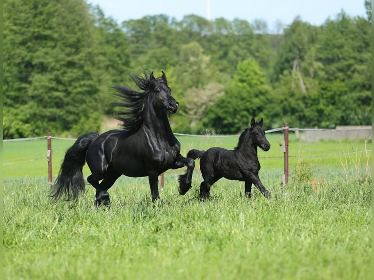 Fries paard Merrie 5 Jaar 161 cm Zwart in JEZOW