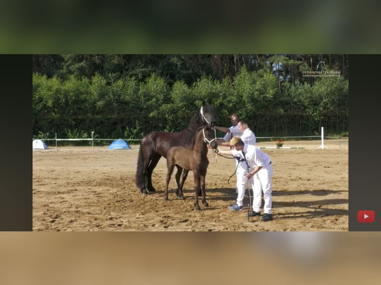 Fries paard Merrie 5 Jaar 162 cm Zwart in Wittenburg