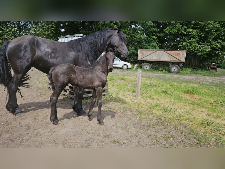 Fries paard Merrie 5 Jaar 162 cm Zwart in Wittenburg