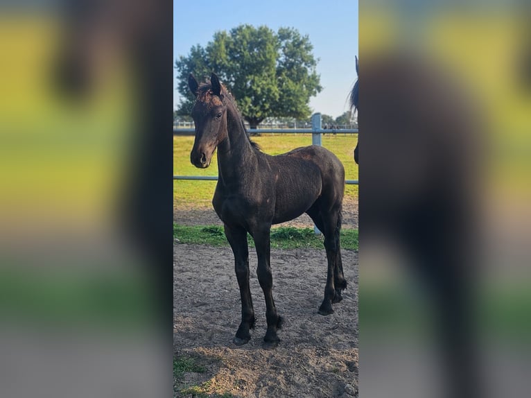 Fries paard Merrie 5 Jaar 162 cm Zwart in Wittenburg