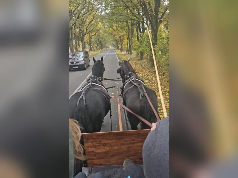 Fries paard Merrie 5 Jaar 162 cm Zwart in Wittenburg