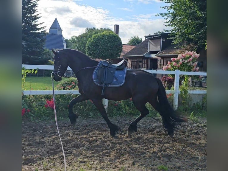 Fries paard Merrie 5 Jaar 162 cm Zwart in Wittenburg