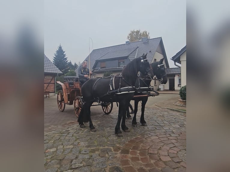 Fries paard Merrie 5 Jaar 162 cm Zwart in Wittenburg