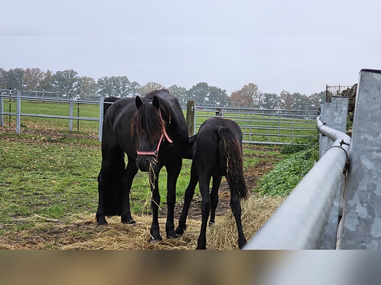 Fries paard Merrie 5 Jaar 162 cm Zwart in Wittenburg