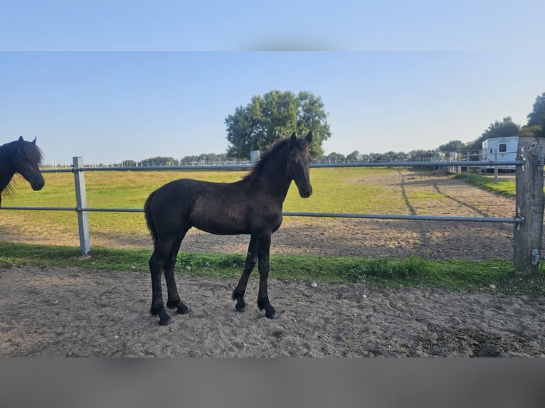 Fries paard Merrie 5 Jaar 162 cm Zwart in Wittenburg