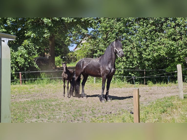 Fries paard Merrie 5 Jaar 162 cm Zwart in Wittenburg