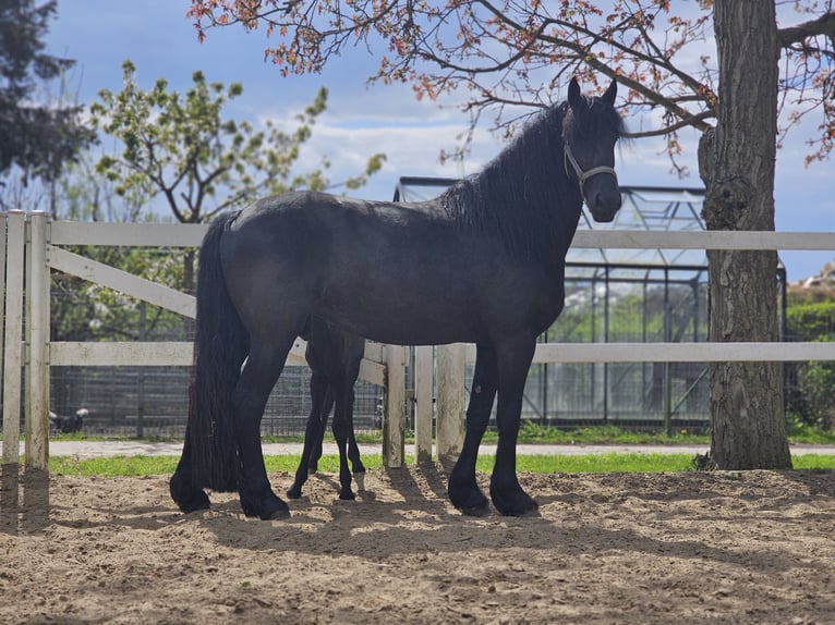 Fries paard Merrie 5 Jaar 162 cm Zwart in Wittenburg