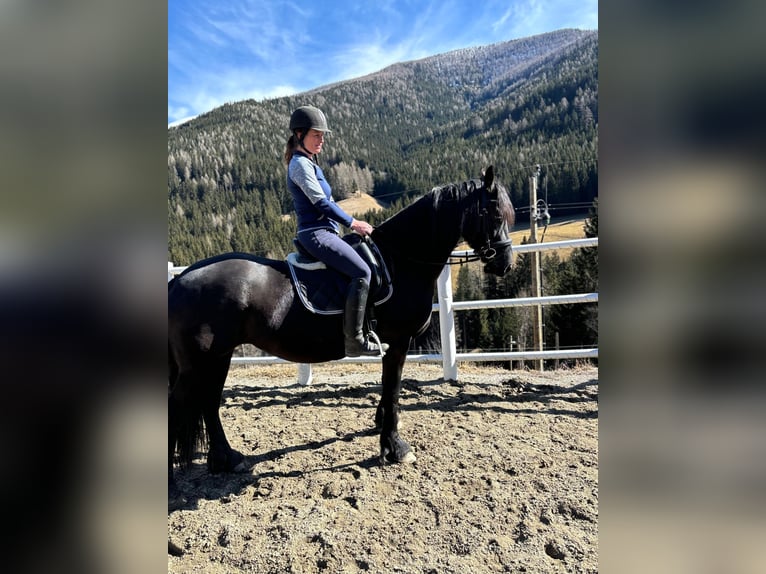 Fries paard Merrie 5 Jaar 162 cm Zwart in Bad Kleinkirchheim