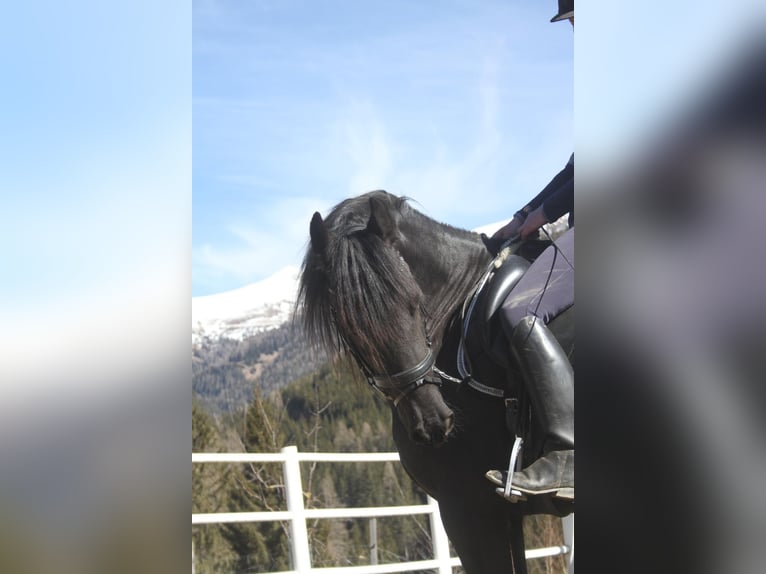 Fries paard Merrie 5 Jaar 162 cm Zwart in Bad Kleinkirchheim