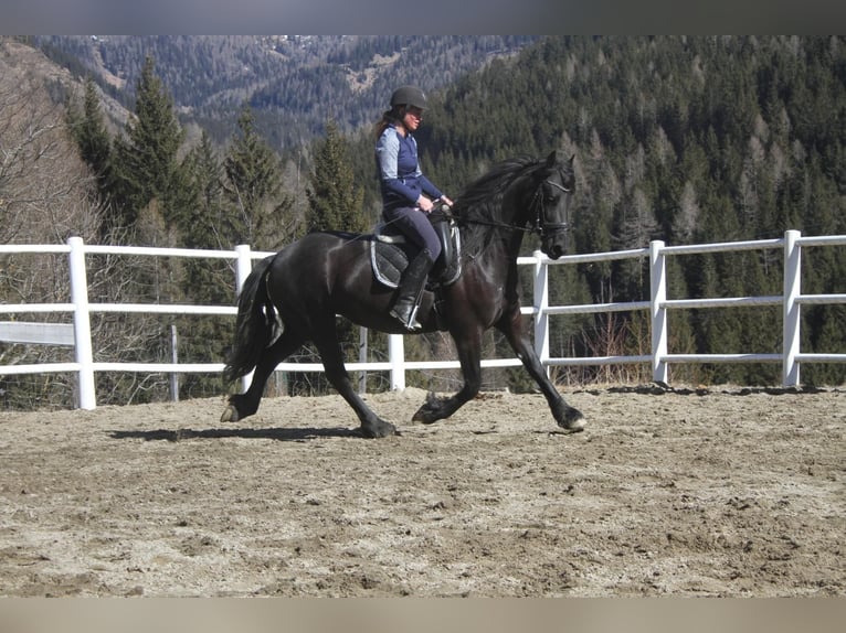 Fries paard Merrie 5 Jaar 162 cm Zwart in Bad Kleinkirchheim