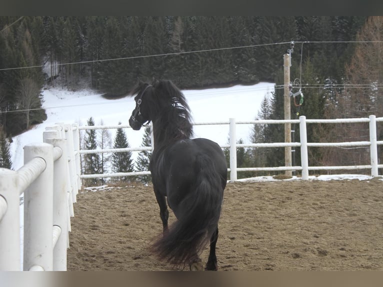 Fries paard Merrie 5 Jaar 162 cm Zwart in Bad Kleinkirchheim