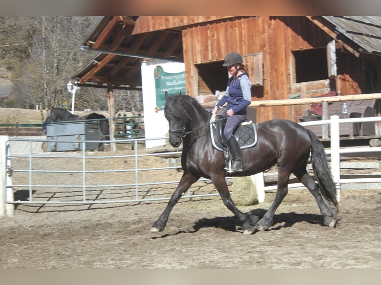 Fries paard Merrie 5 Jaar 162 cm Zwart in Bad Kleinkirchheim