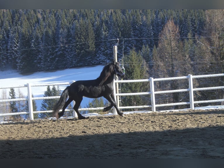 Fries paard Merrie 5 Jaar 162 cm Zwart in Bad Kleinkirchheim