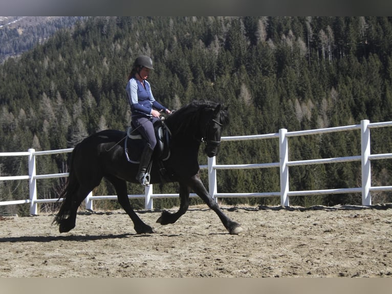 Fries paard Merrie 5 Jaar 162 cm Zwart in Bad Kleinkirchheim