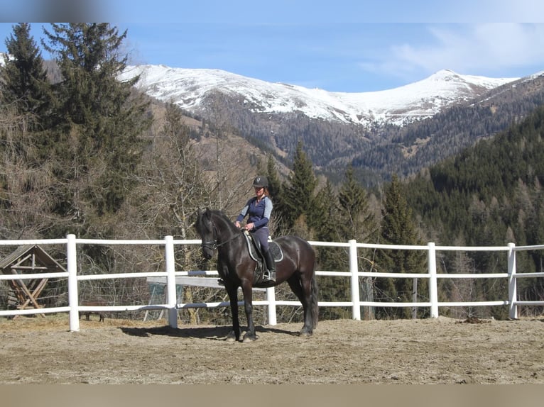 Fries paard Merrie 5 Jaar 162 cm Zwart in Bad Kleinkirchheim