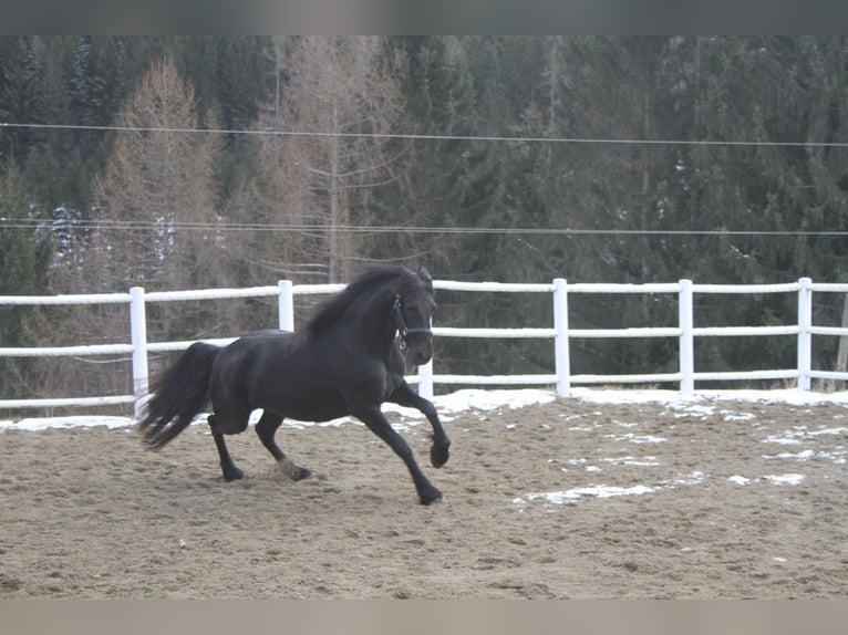 Fries paard Merrie 5 Jaar 162 cm Zwart in Bad Kleinkirchheim