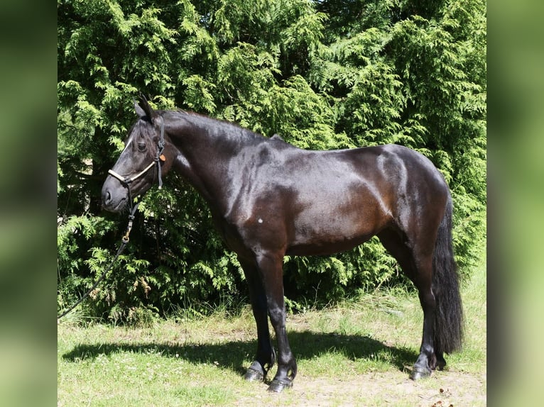 Fries paard Mix Merrie 5 Jaar 162 cm Zwart in Windhagen