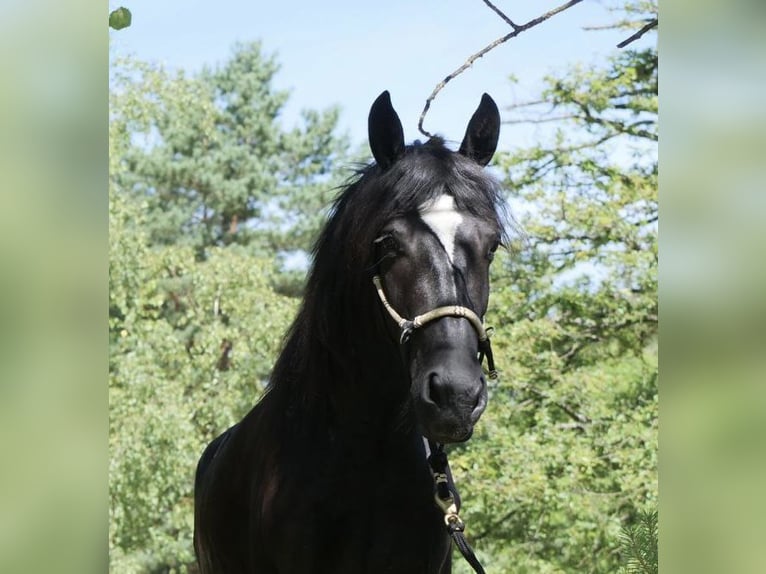 Fries paard Mix Merrie 5 Jaar 162 cm Zwart in Windhagen