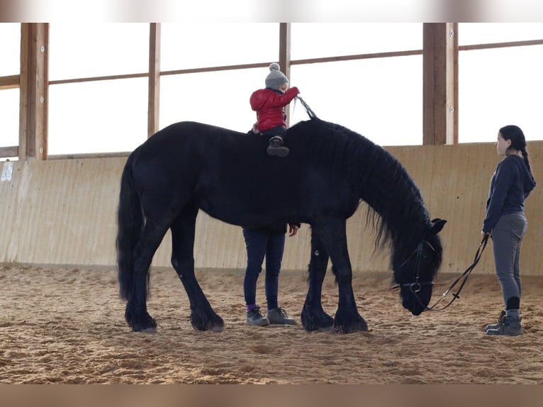 Fries paard Merrie 5 Jaar 162 cm Zwart in Rutha