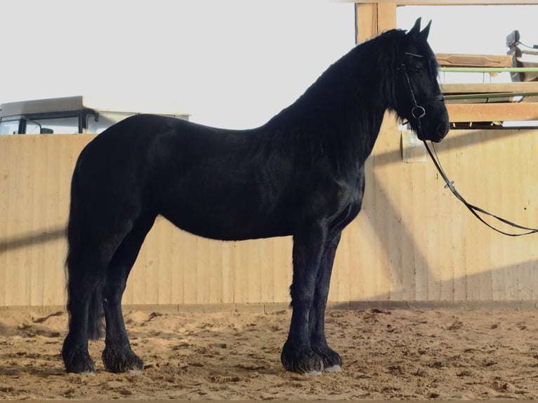 Fries paard Merrie 5 Jaar 162 cm Zwart in Rutha