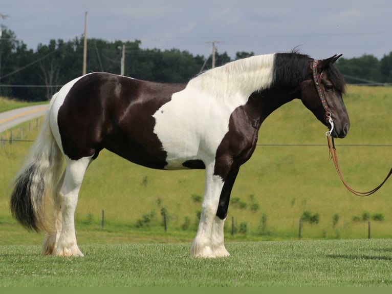Fries paard Merrie 5 Jaar 163 cm Tobiano-alle-kleuren in whitley city, ky