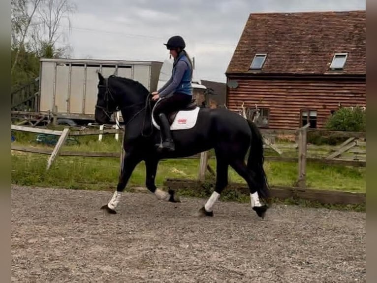 Fries paard Merrie 5 Jaar 163 cm Zwart in Dublin