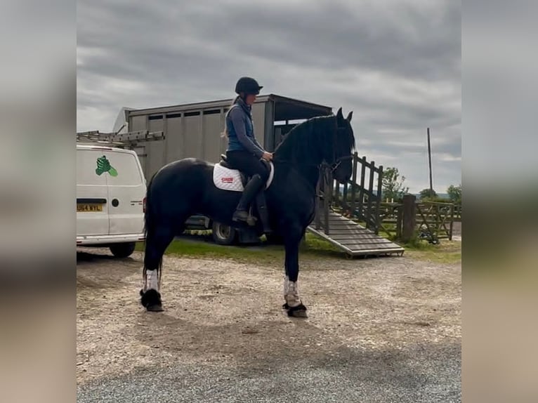 Fries paard Merrie 5 Jaar 163 cm Zwart in Dublin