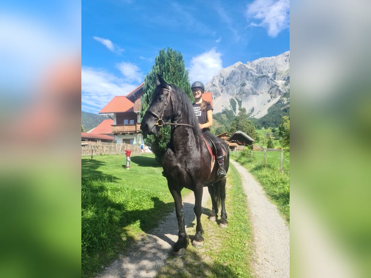 Fries paard Merrie 5 Jaar 163 cm Zwart in Ramsau am Dachstein
