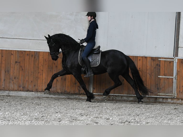 Fries paard Merrie 5 Jaar 164 cm Zwart in Mijnsheerenland