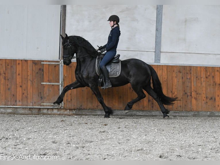 Fries paard Merrie 5 Jaar 164 cm Zwart in Mijnsheerenland