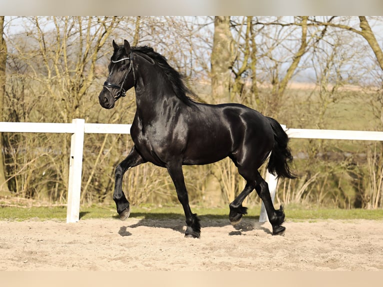 Fries paard Merrie 5 Jaar 165 cm Zwart in Britswert