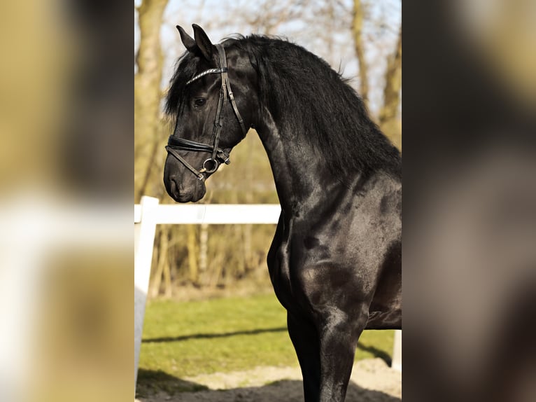 Fries paard Merrie 5 Jaar 165 cm Zwart in Britswert