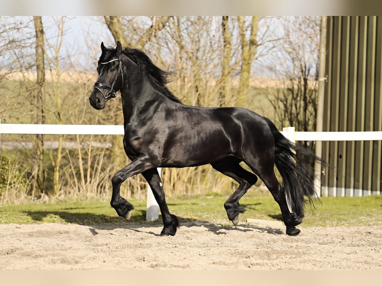 Fries paard Merrie 5 Jaar 165 cm Zwart in Britswert