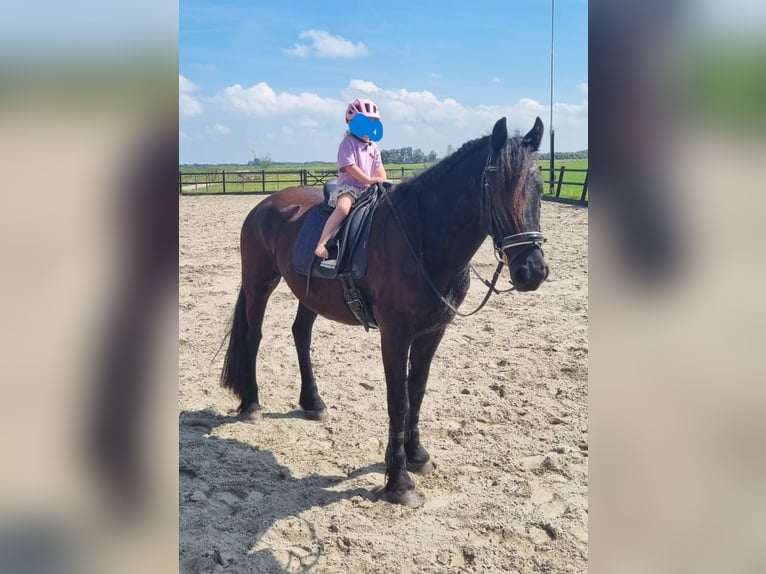 Fries paard Merrie 5 Jaar 165 cm Zwart in Scharmer