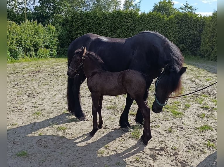 Fries paard Merrie 5 Jaar 165 cm Zwart in Scharmer