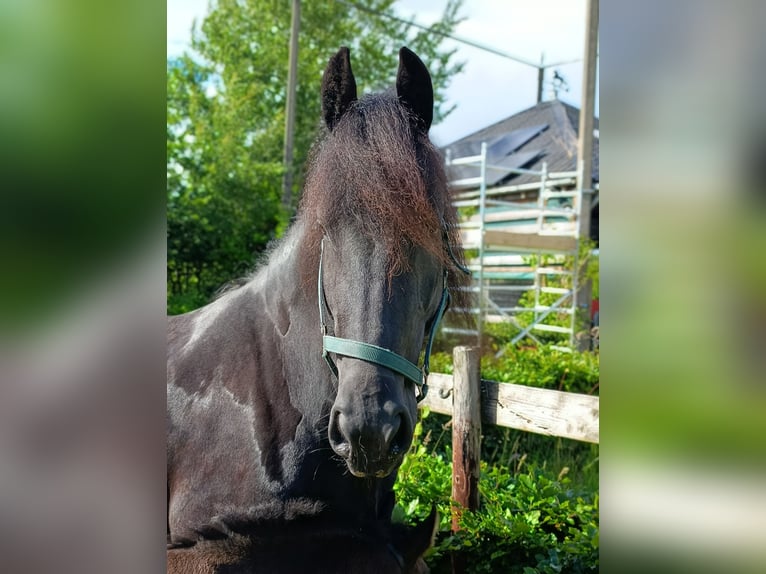 Fries paard Merrie 5 Jaar 165 cm Zwart in Scharmer