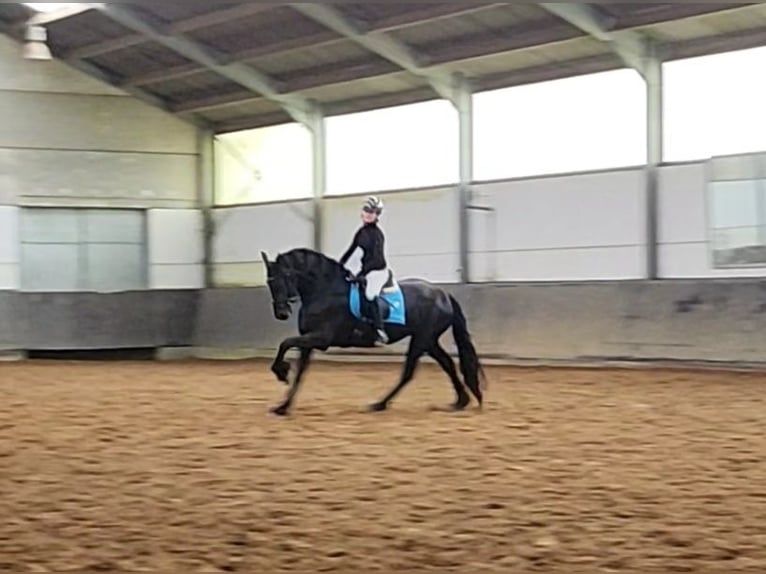 Fries paard Merrie 5 Jaar 165 cm Zwart in Derenbach