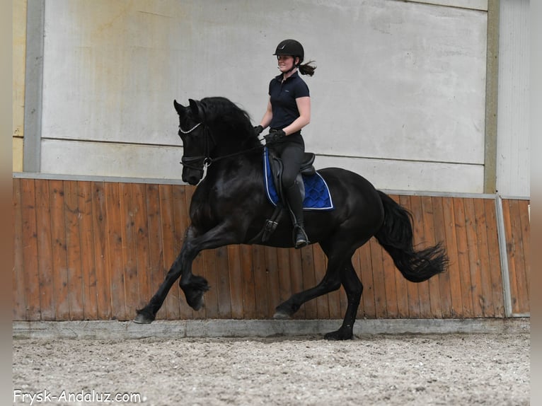Fries paard Merrie 5 Jaar 165 cm Zwart in Mijnsheerenland