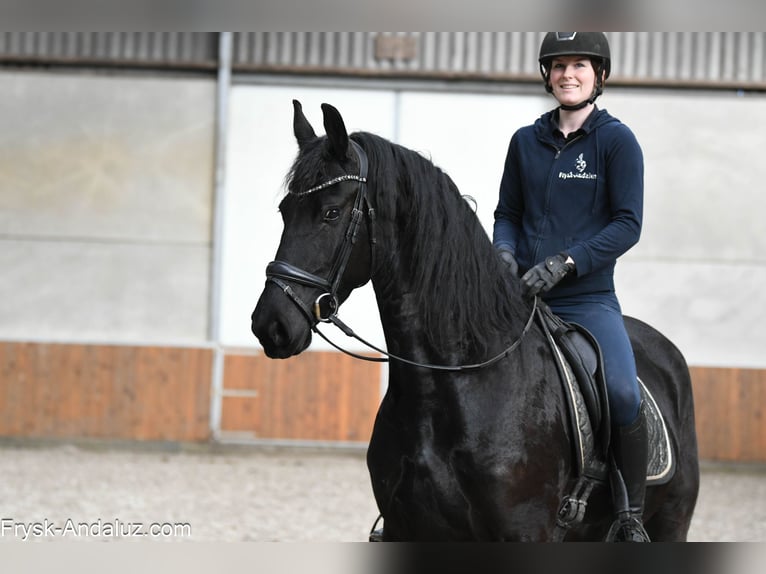 Fries paard Merrie 5 Jaar 165 cm Zwart in Mijnsheerenland
