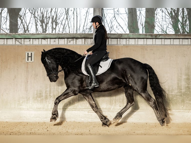 Fries paard Merrie 5 Jaar 165 cm Zwart in Dormagen