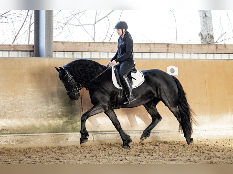 Fries paard Merrie 5 Jaar 165 cm Zwart in Dormagen