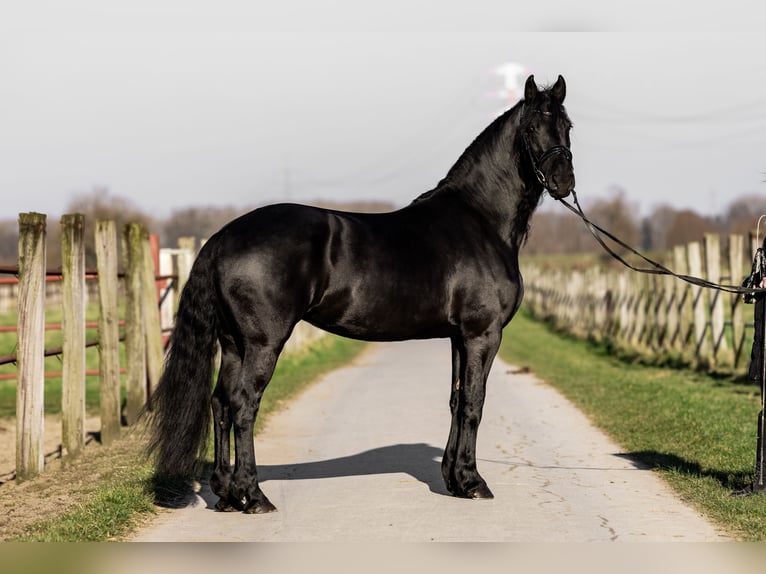 Fries paard Merrie 5 Jaar 165 cm Zwart in Dormagen