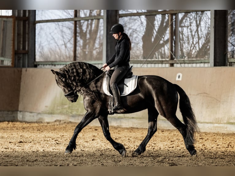 Fries paard Merrie 5 Jaar 165 cm Zwart in Dormagen