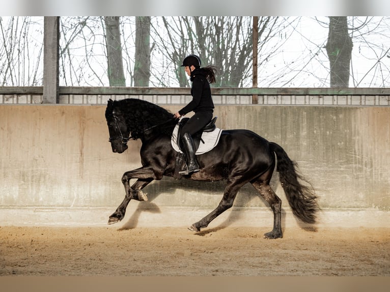 Fries paard Merrie 5 Jaar 165 cm Zwart in Dormagen