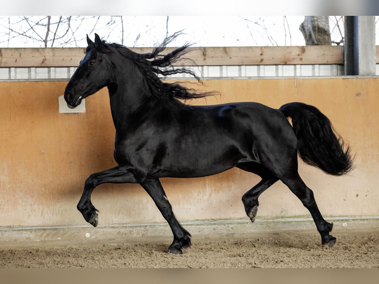 Fries paard Merrie 5 Jaar 165 cm Zwart in Dormagen